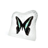 Real Butterfly Square Shaped Desktop Decoration Frosted Back Real Nature Gifts