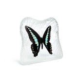 Real Butterfly Square Shaped Desktop Decoration Frosted Back Real Nature Gifts