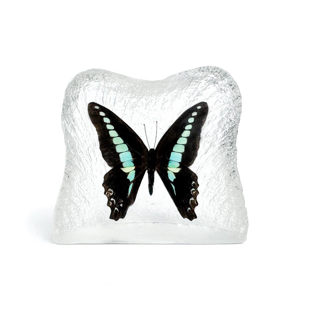 Real Butterfly Square Shaped Desktop Decoration Frosted Back Real Nature Gifts