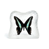 Real Butterfly Square Shaped Desktop Decoration Frosted Back Real Nature Gifts