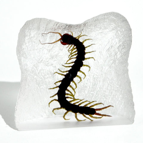 Real Centipede – Square Resin Display (3.5" x 3.5" x 1.5") | Real Nature Gift