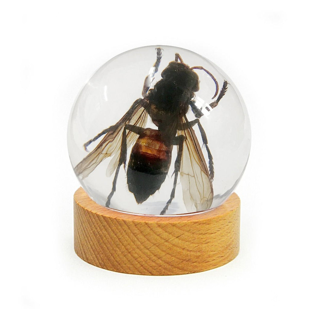 Real Wasp Globe With Wood Base Real Nature Gift