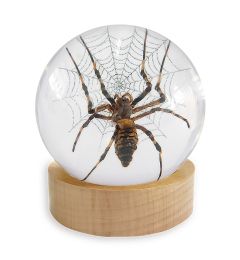 Real Spider Globe with Wood Base – Clear Resin Display (2.4" Circumference) | Real Nature Gift
