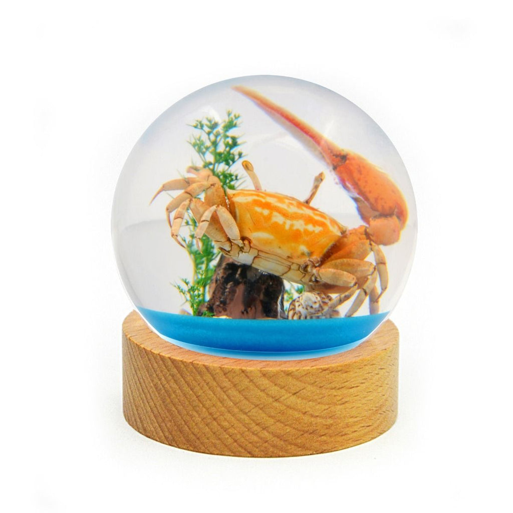 Real Crab Display Fiddler Crab in Round Globe Real Nature Gifts