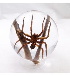 Real Spider Wolf Globe Decoration Real Nature Gift
