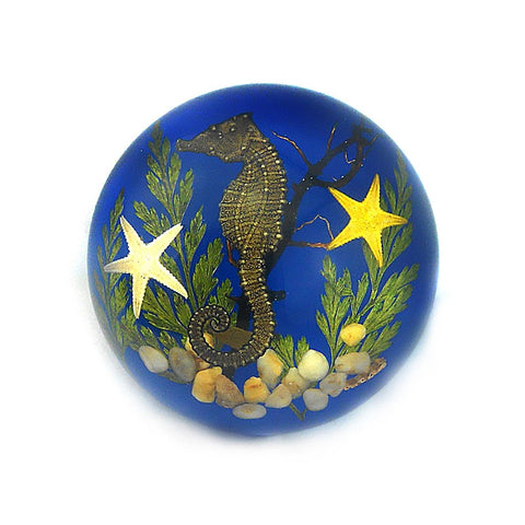 Real Seahorse – Blue Background Half-Moon Resin Decoration (2.5" x 1.3") | Real Nature Gift