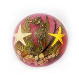 Real Seahorse – Pink Background Half-Moon Resin Decoration (2.5" x 1.3") | Real Nature Gift