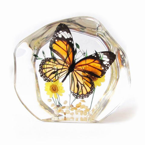 Real Butterfly Round Shape Desktop Decoration Monarch Butterfly With Gift Box