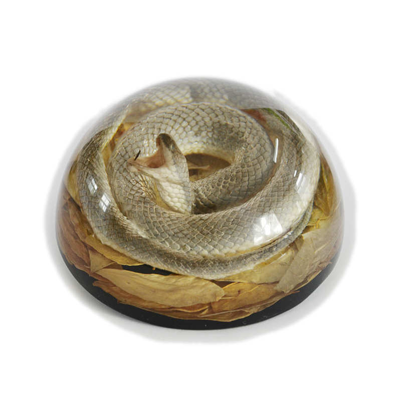 Real Snake in Acrylic Resin – Half-Dome Display (4" x 2") | Real Nature Gift
